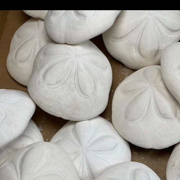 REAL Large Sea Biscuit Sea Urchin Sand Dollar WHITE NAUTICAL COASTAL DECOR - Picture 9 of 13